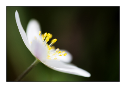 Wood Anemone 12
